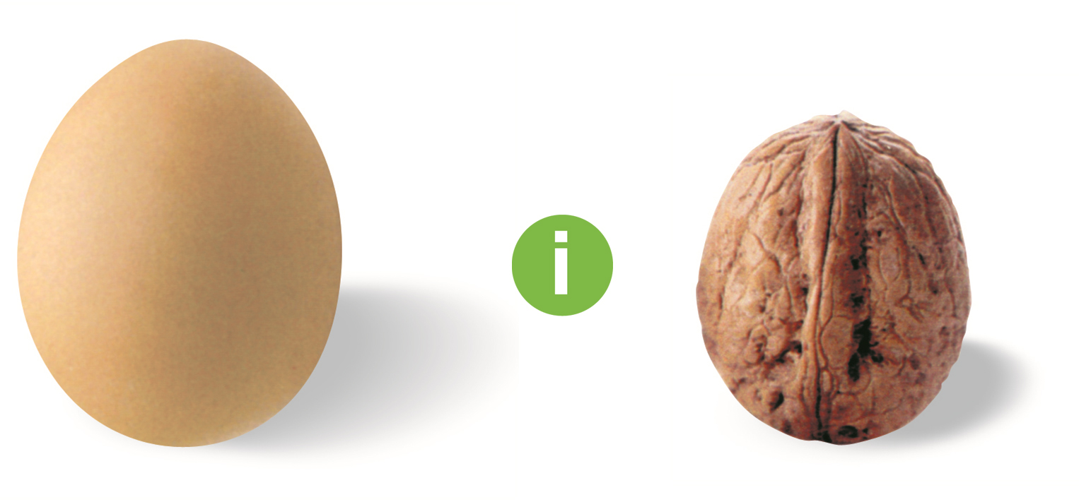 SBi - der systemische Lehrgang - Ei Und Nuss - Steuern, Transformieren und Stabilisieren von Organisationen